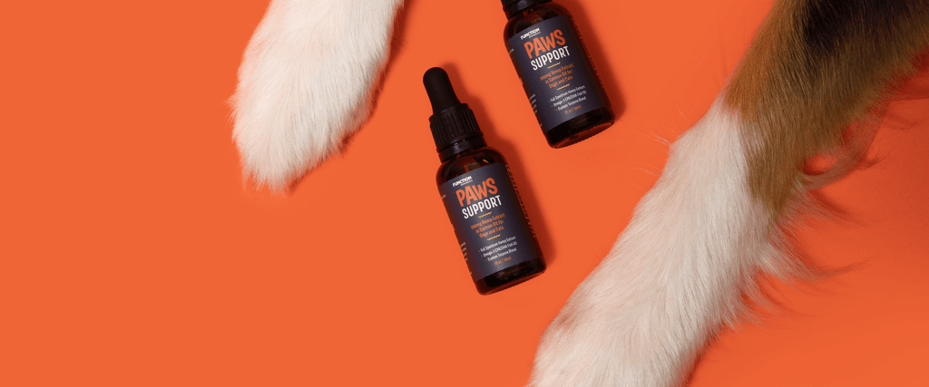 CBD For Dogs With Separation Anxiety: What You Should Know