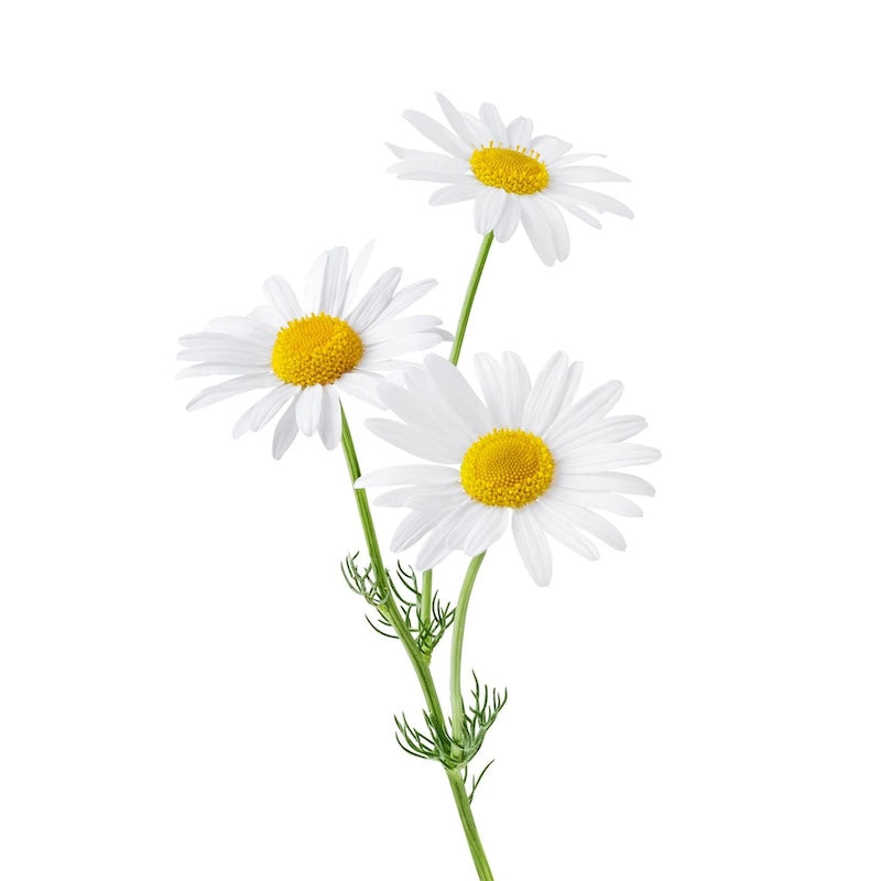 Chamomile in CBD and Magnesium Cream for Muscle and Joint Pain