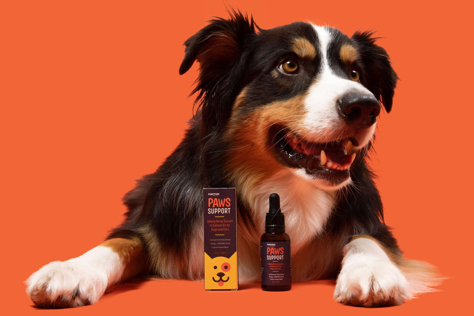 Paws Support CBD in Salmon Oil for Pets