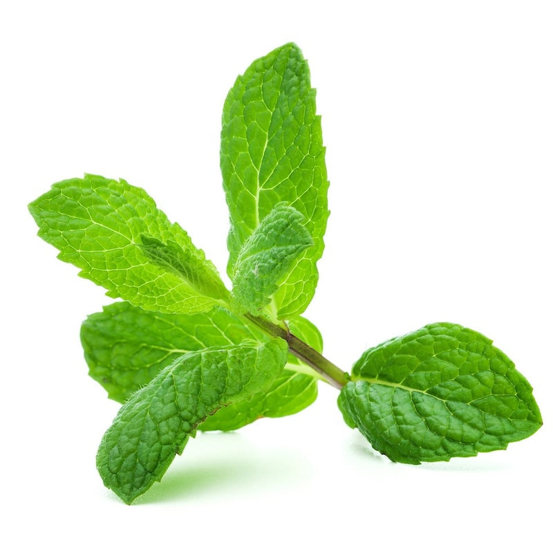 Peppermint Leaf in CBD and Magnesium Cream for Muscle and Joint Pain